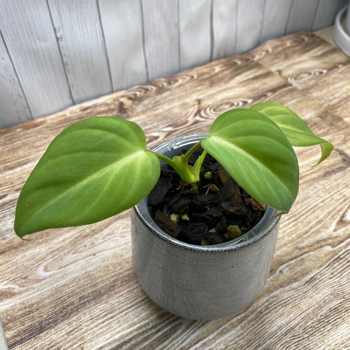 Philodendron Pastazanum