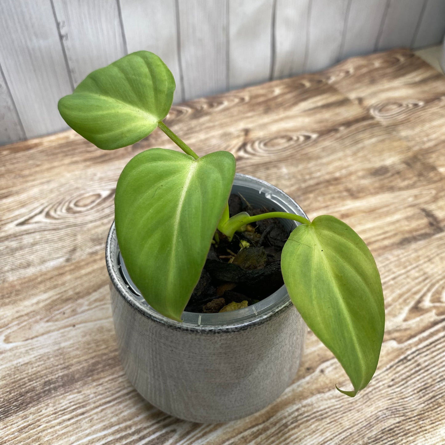 Philodendron Pastazanum
