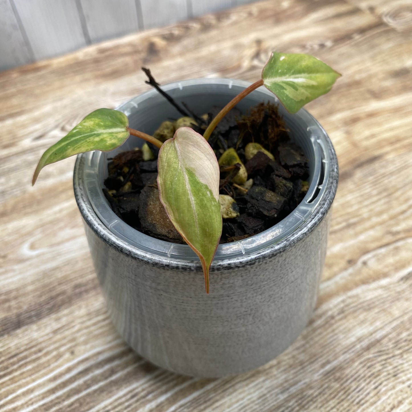 Philodendron Gloriosum Tri-Colour
