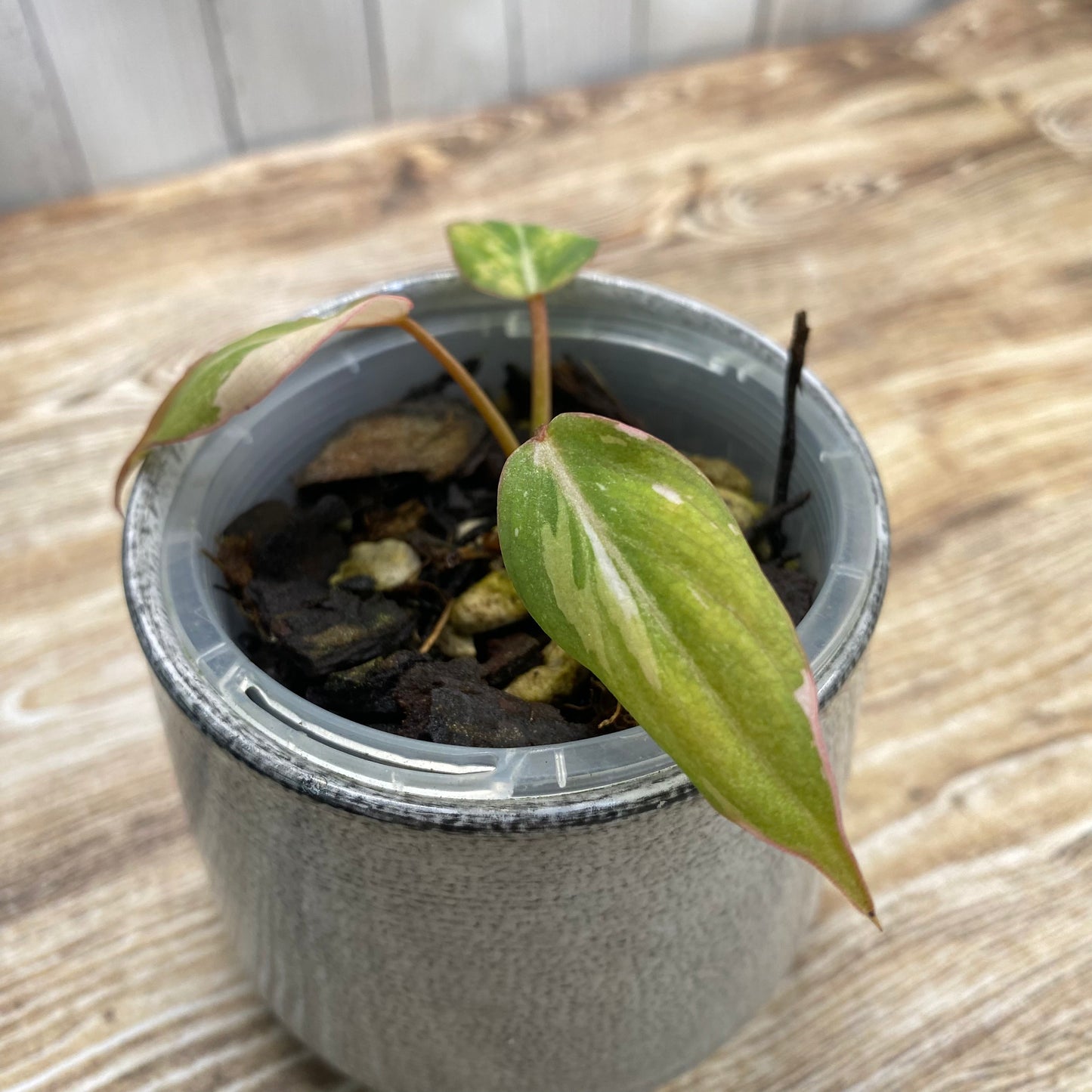 Philodendron Gloriosum Tri-Colour