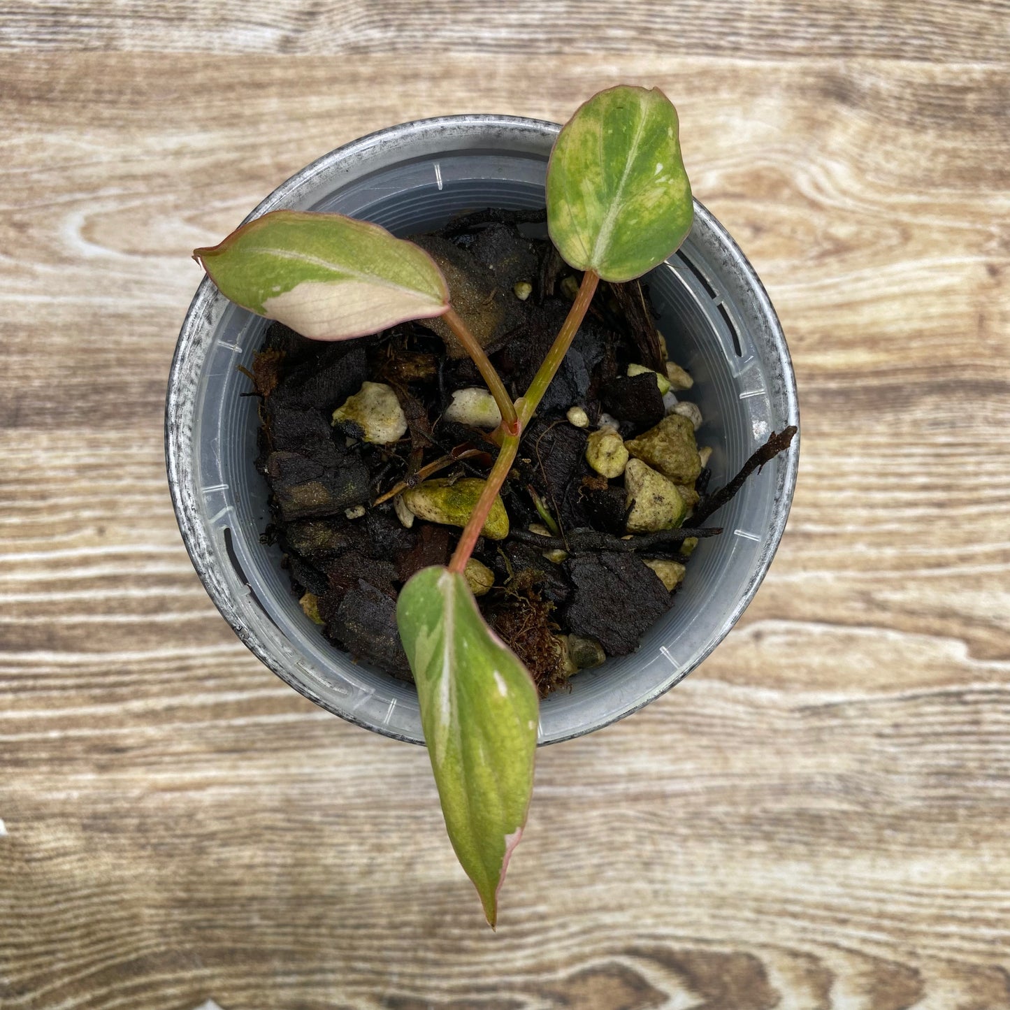 Philodendron Gloriosum Tri-Colour
