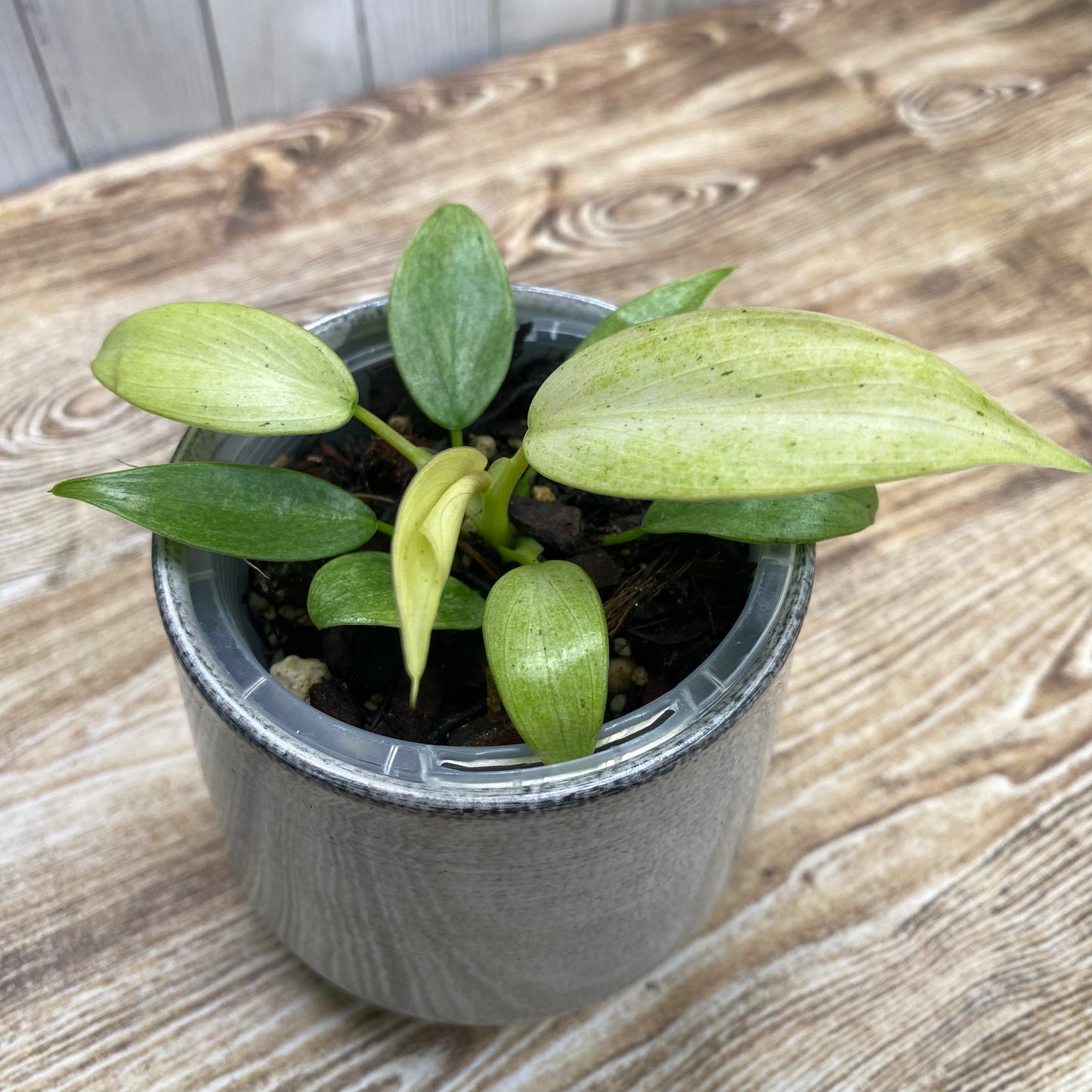 Philodendron Whipple Way