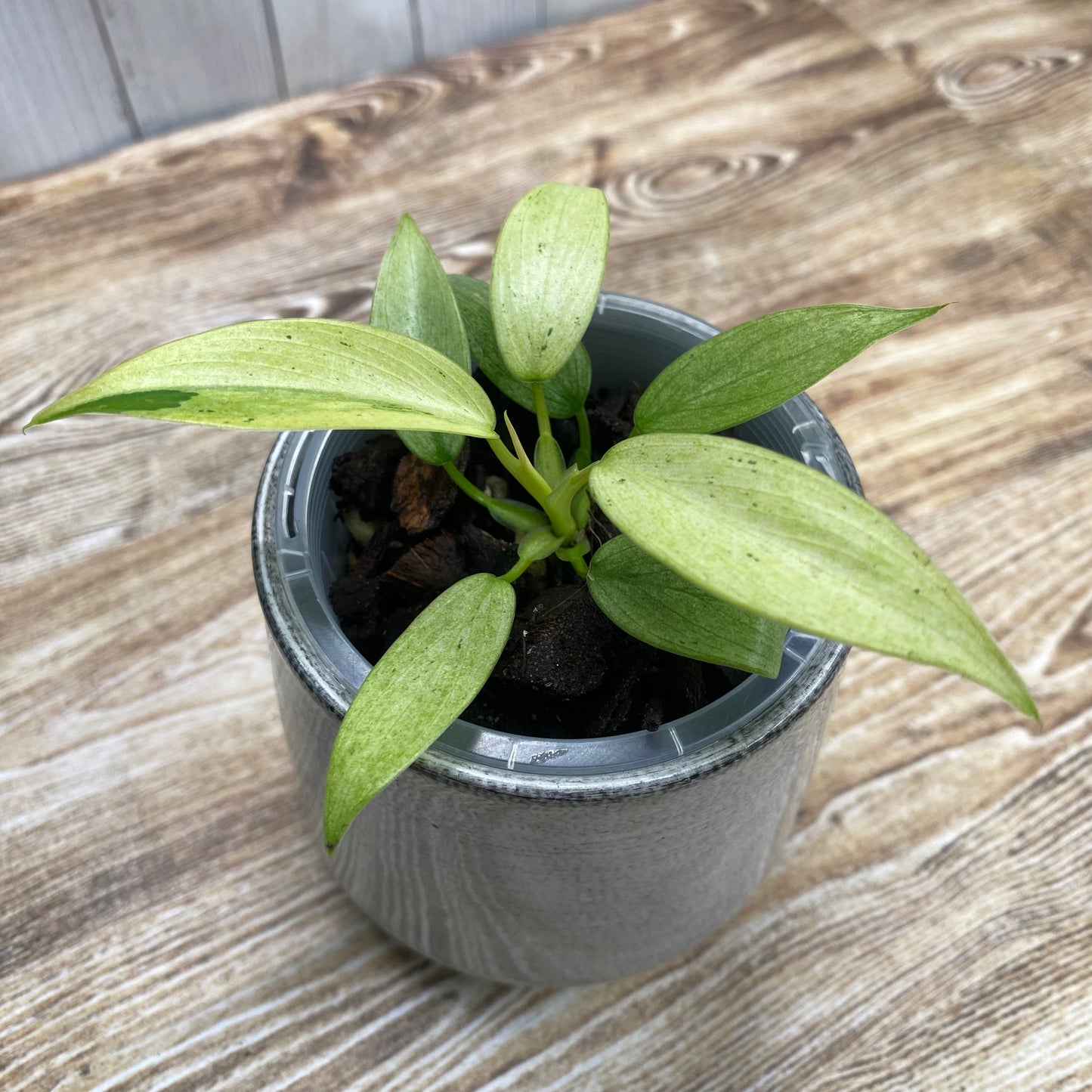 Philodendron Whipple Way