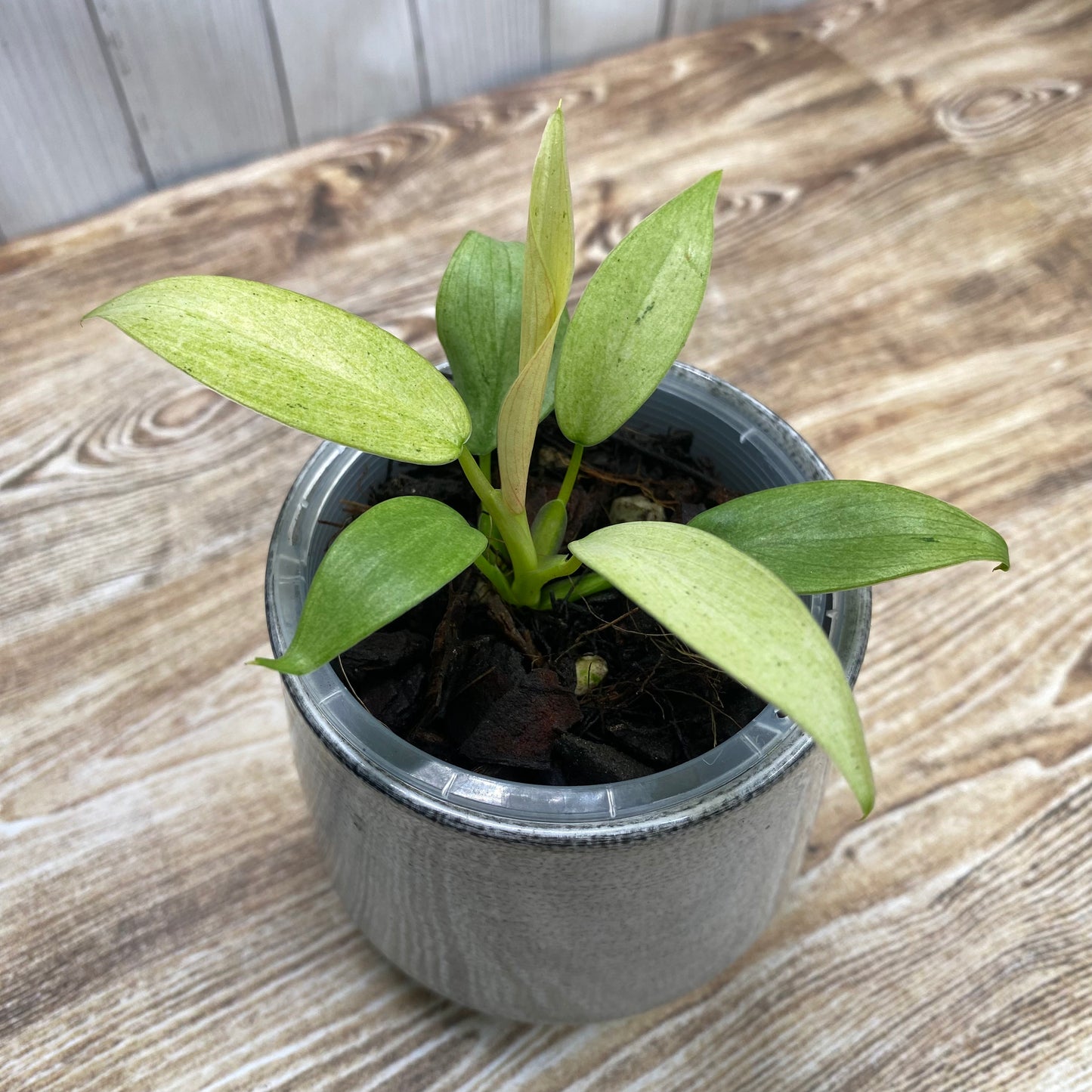 Philodendron Whipple Way