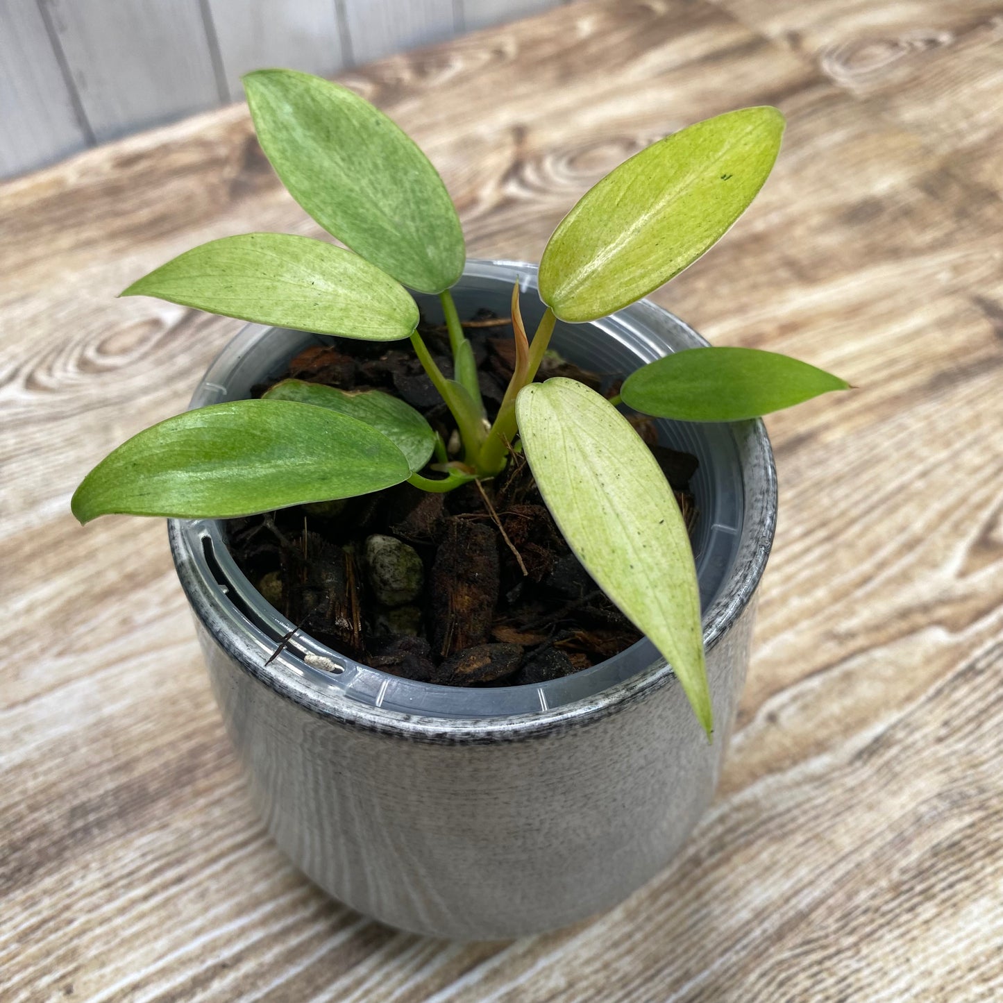 Philodendron Whipple Way