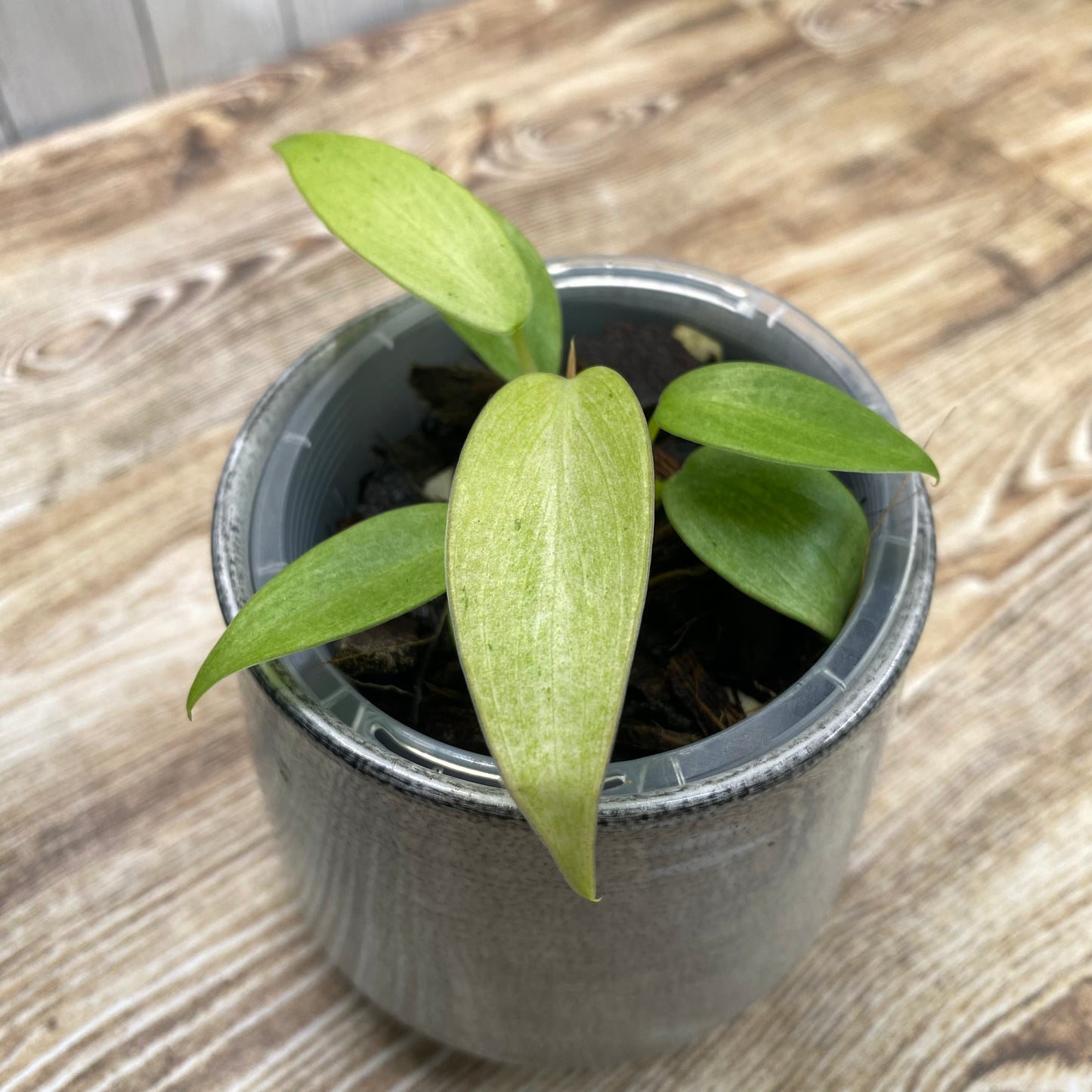 Philodendron Whipple Way