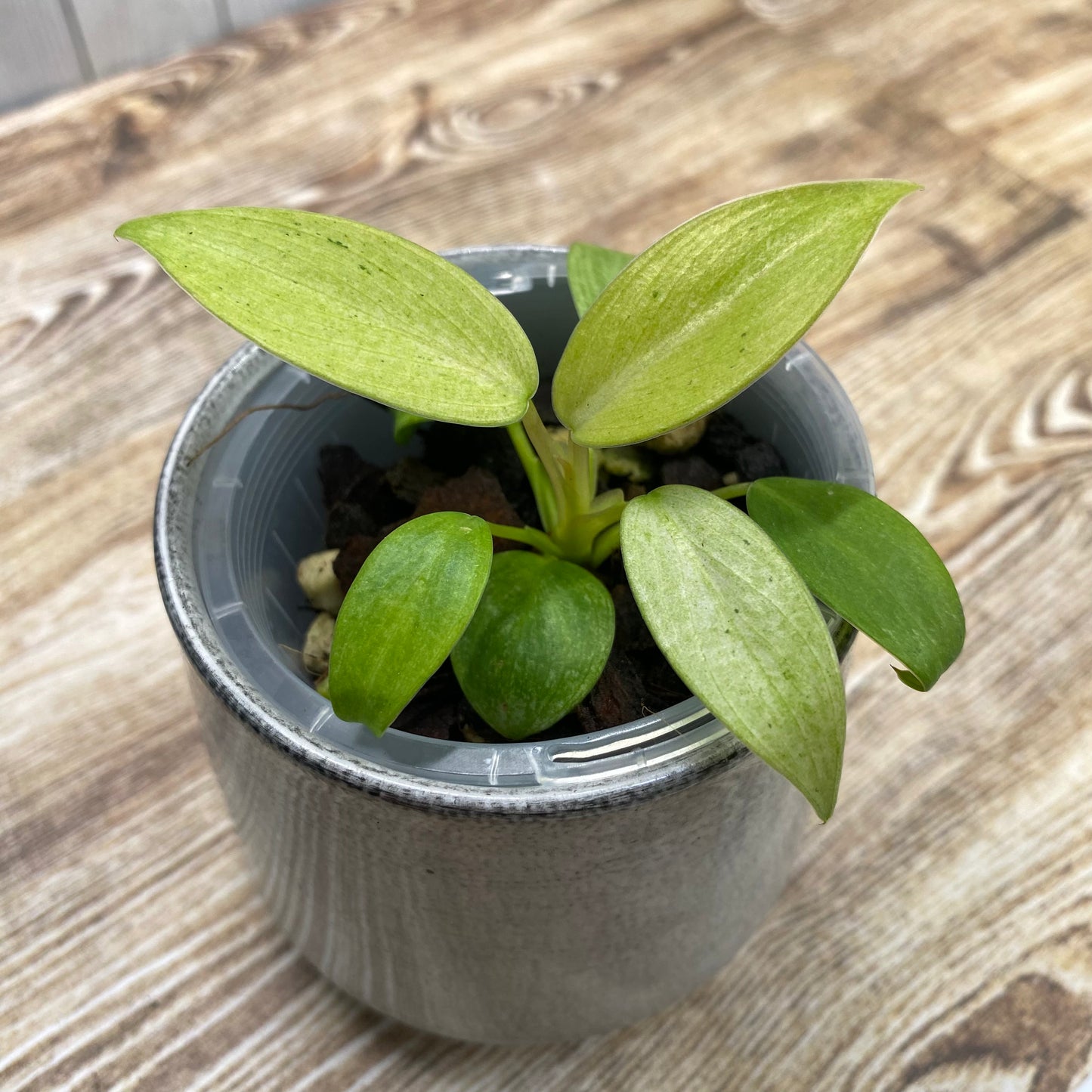 Philodendron Whipple Way