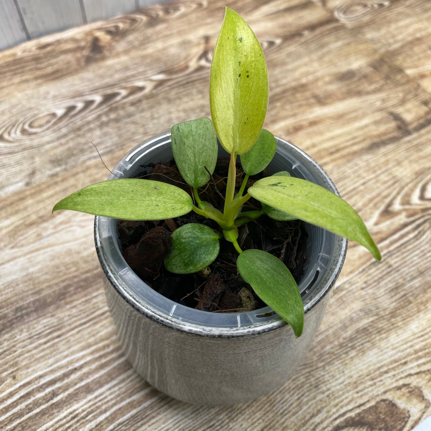 Philodendron Whipple Way