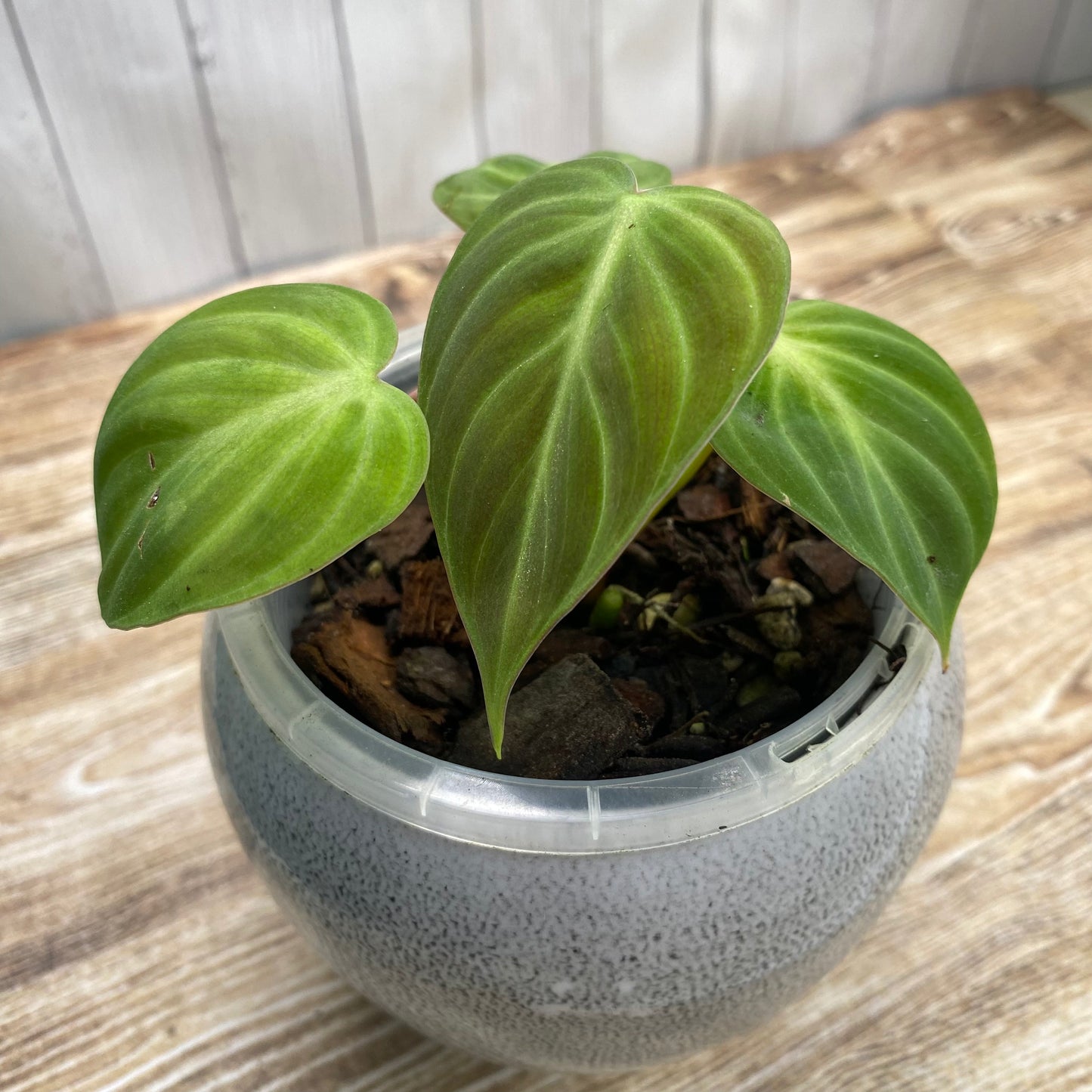 Philodendron El Choco Red
