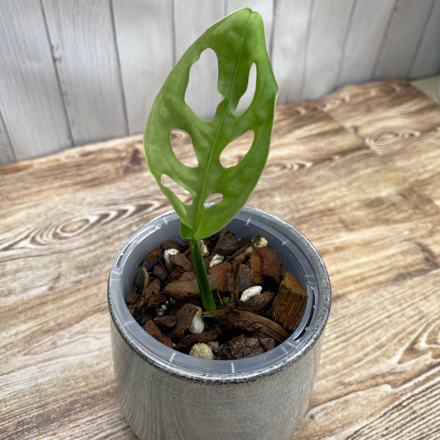 Monstera Acuminata