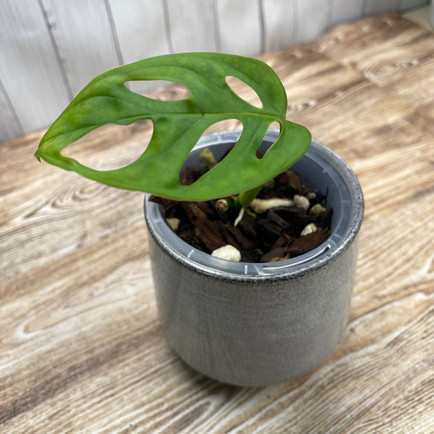 Monstera Acuminata