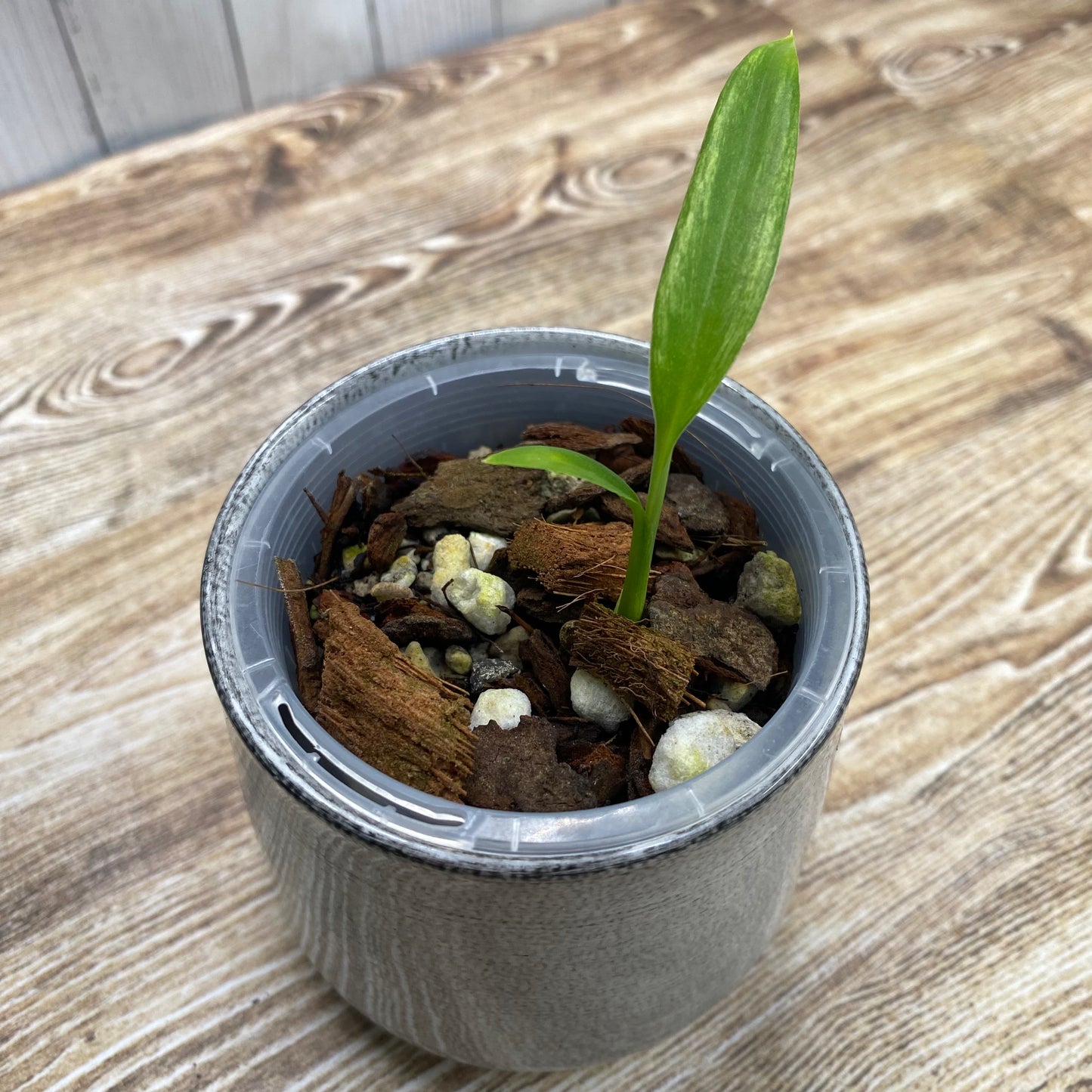 Epipremnum Amplissimum Silver Albo
