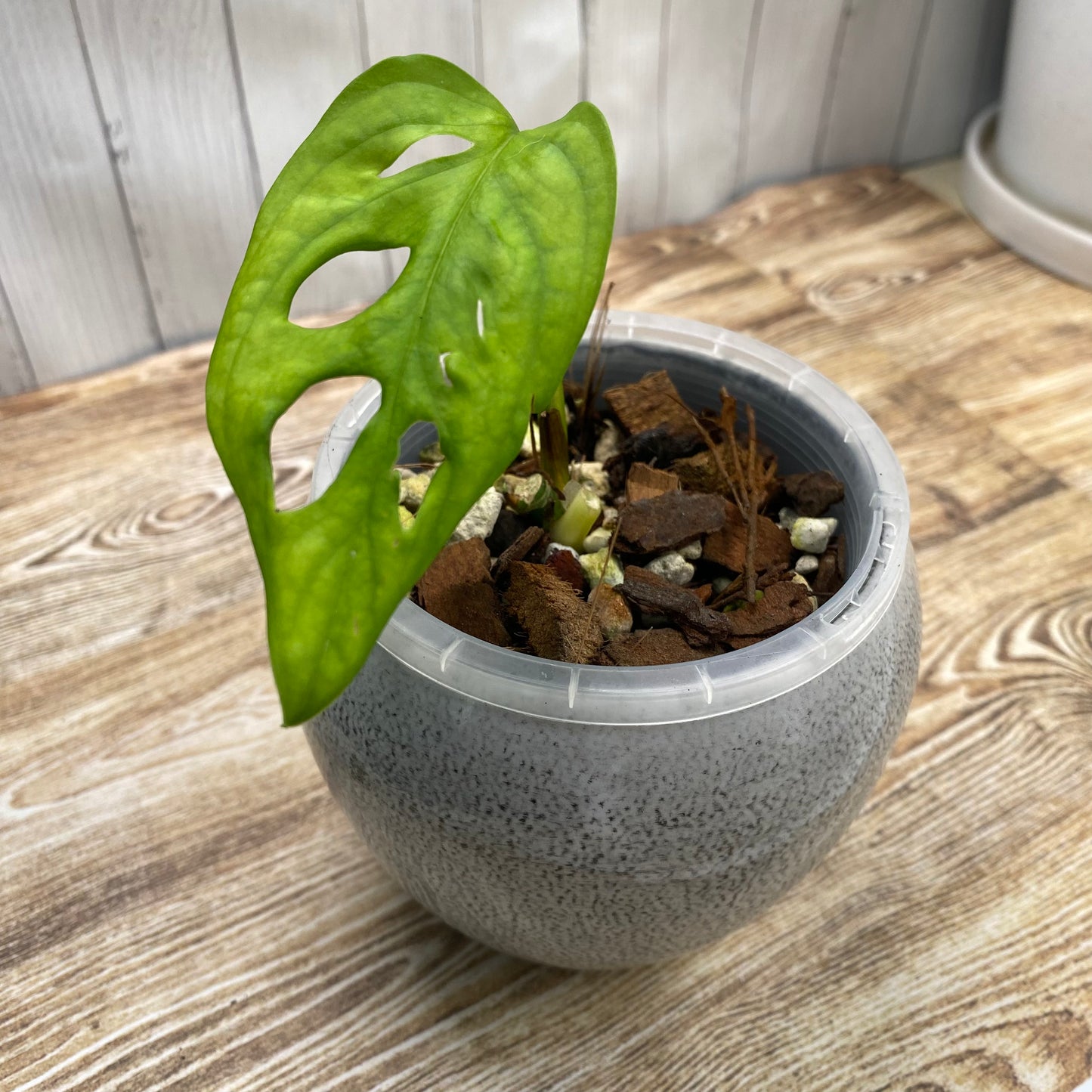 Monstera Acuminata