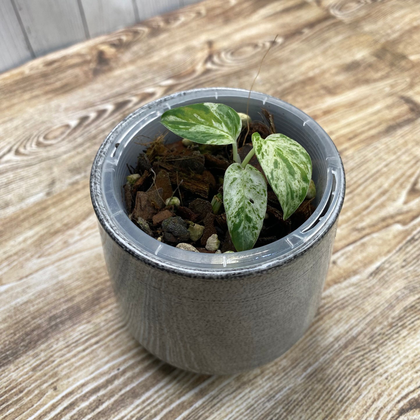 Epipremnum Pinnatum Marble