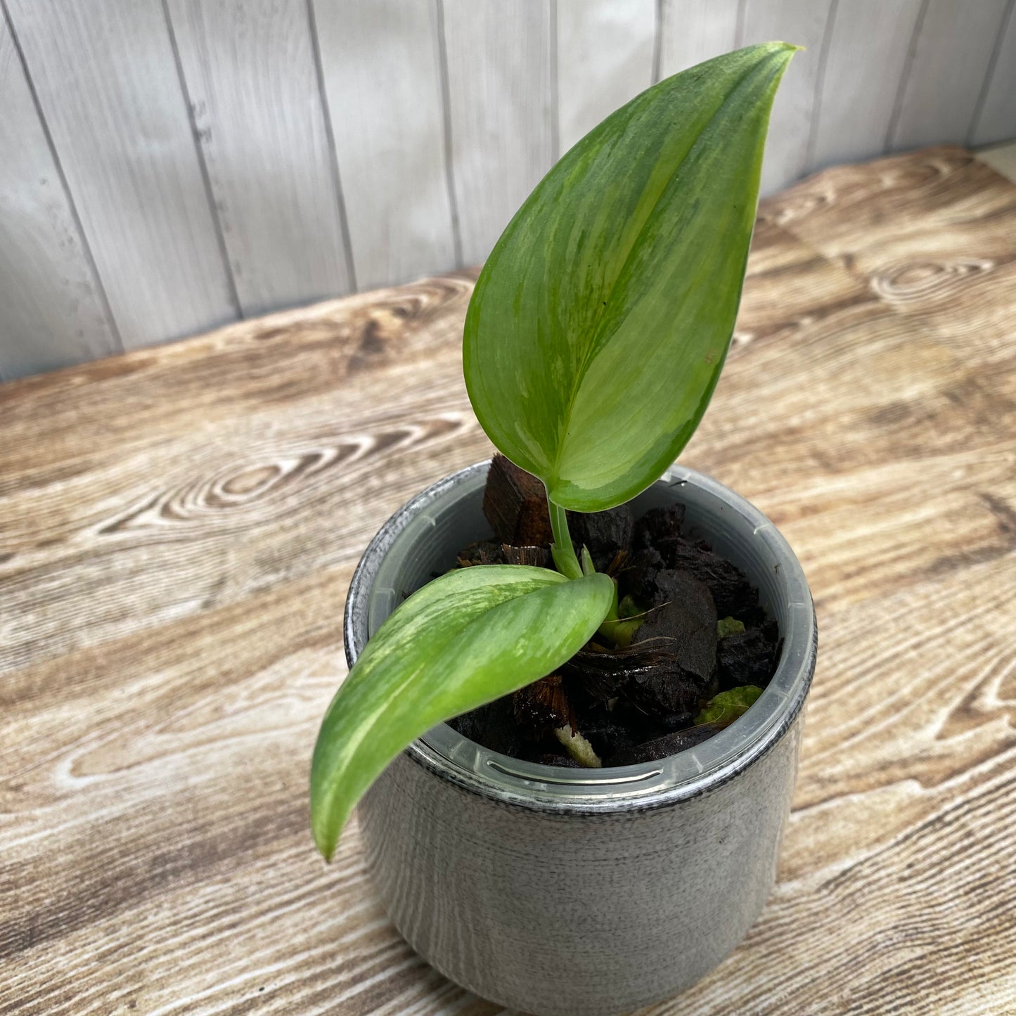 Scindapsus Rubicon Aurea