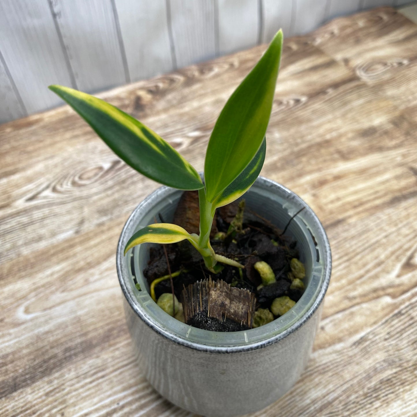 Scindapsus Coriaceus Aurea