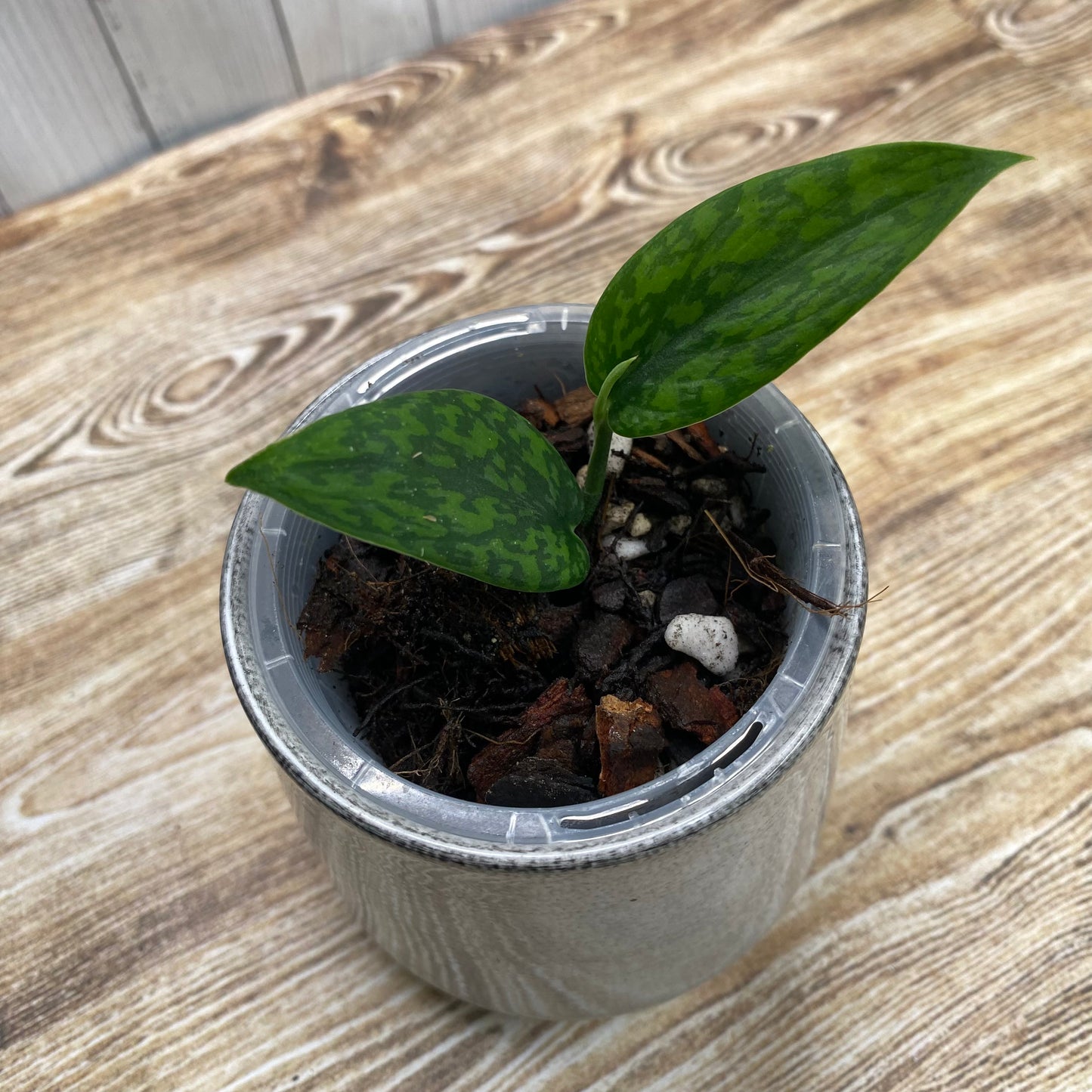 Scindapsus Green Army - Narrow Form