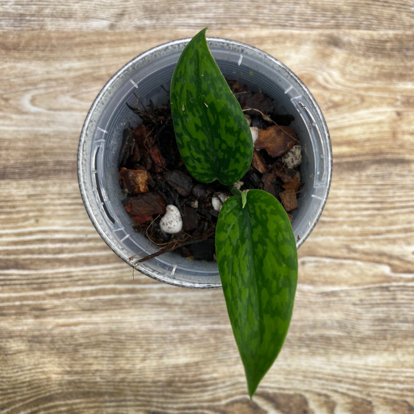 Scindapsus Green Army - Narrow Form