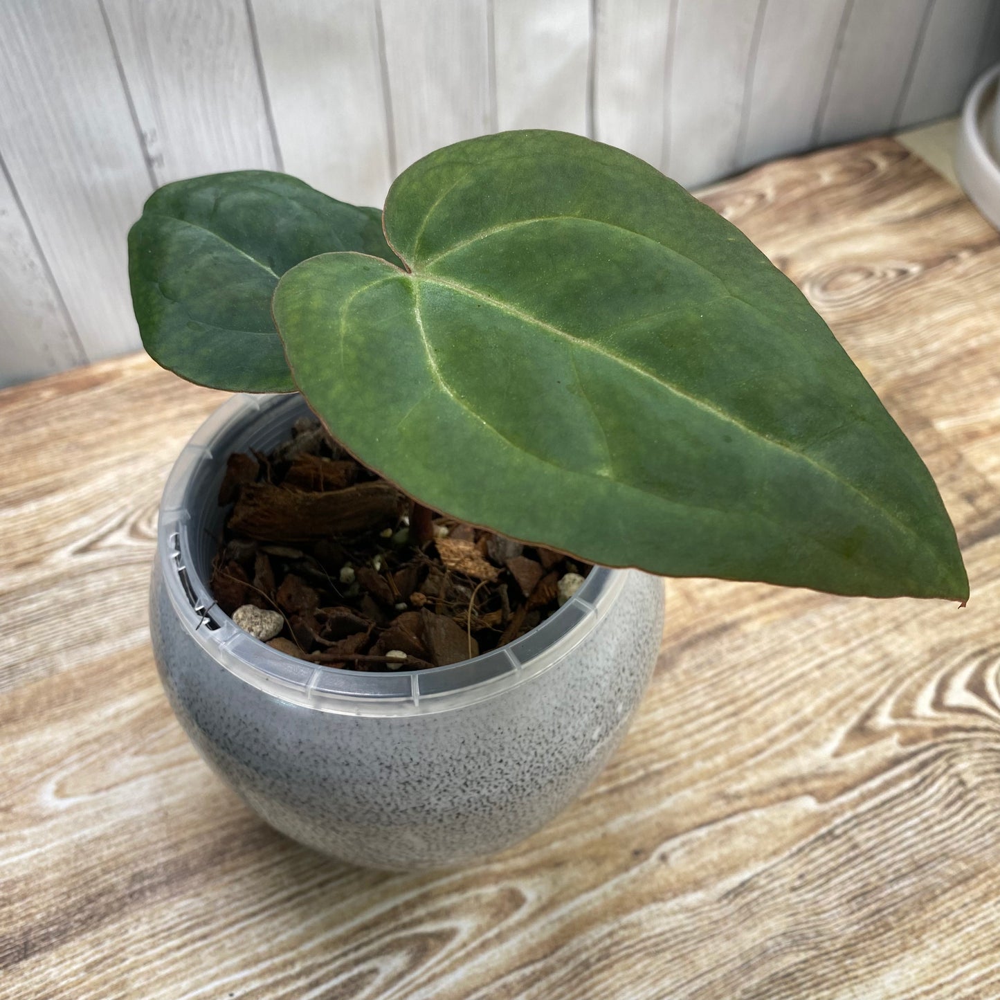 Anthurium Purple Crystallinum (TC)