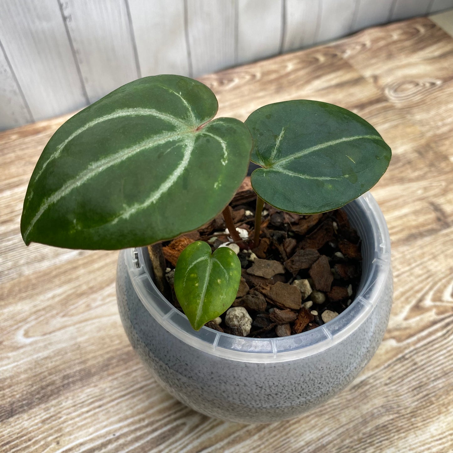 Anthurium Purple Crystallinum (TC)