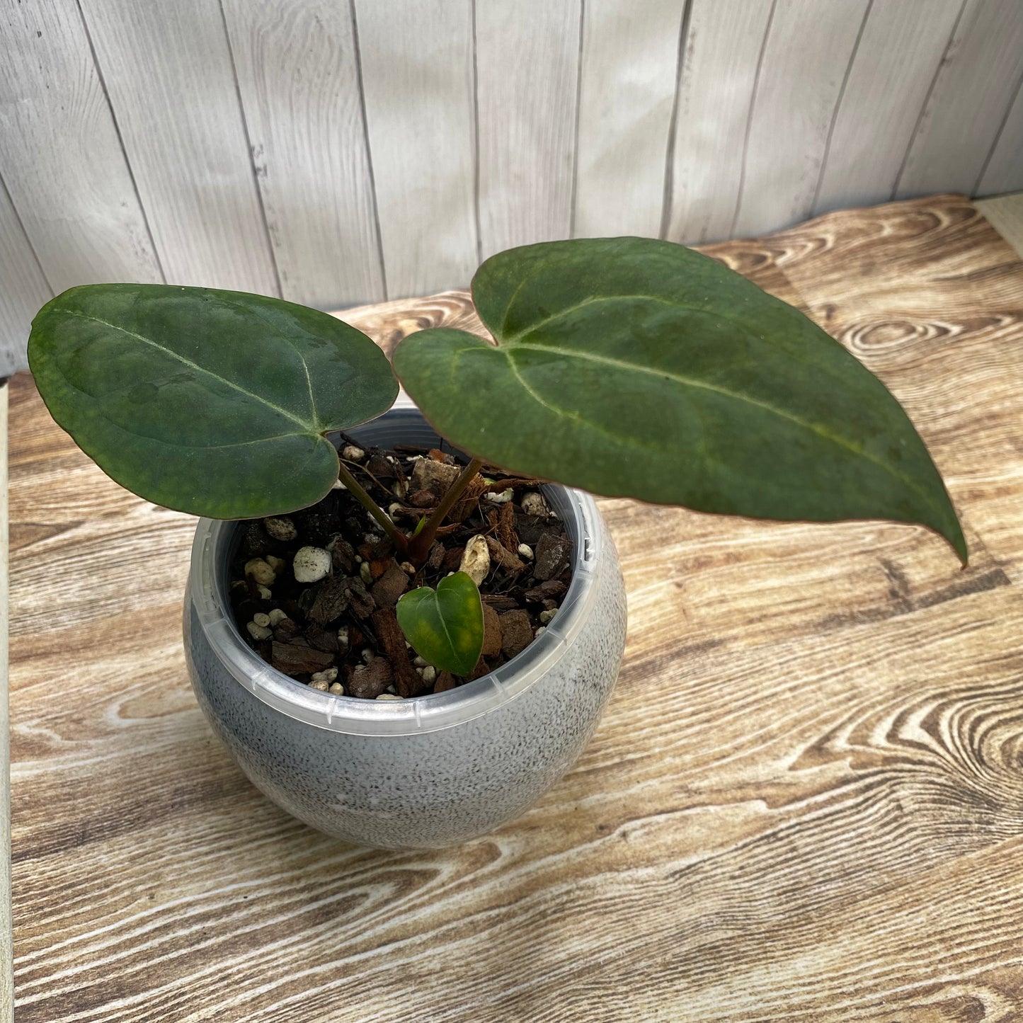 Anthurium Purple Crystallinum (TC)