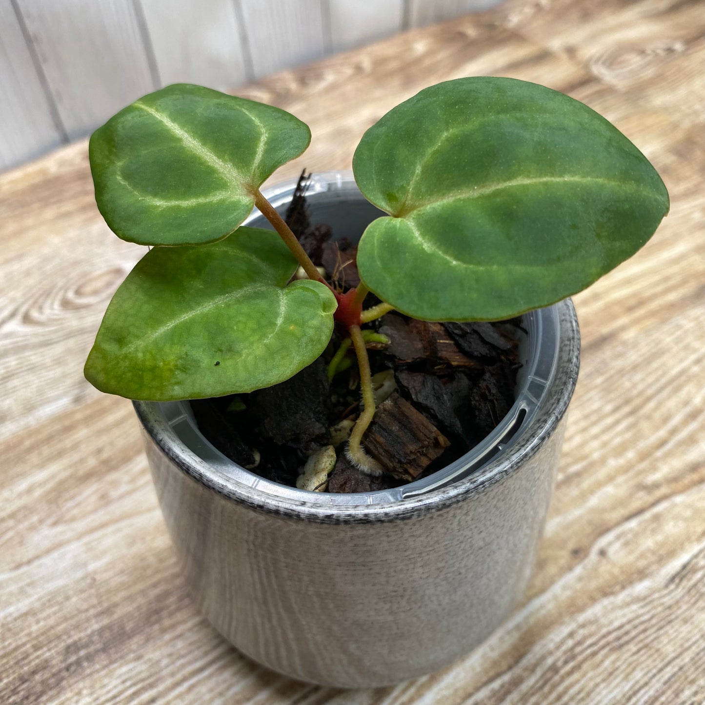 Anthurium Tezula RC × (SKG Silver × RC) - TC