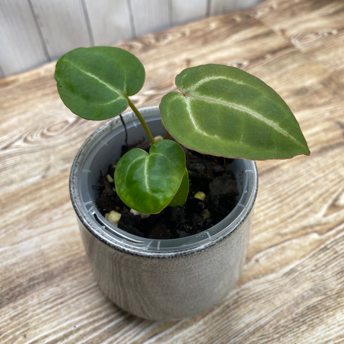 Anthurium Tezula RC × (SKG Silver × RC) - TC