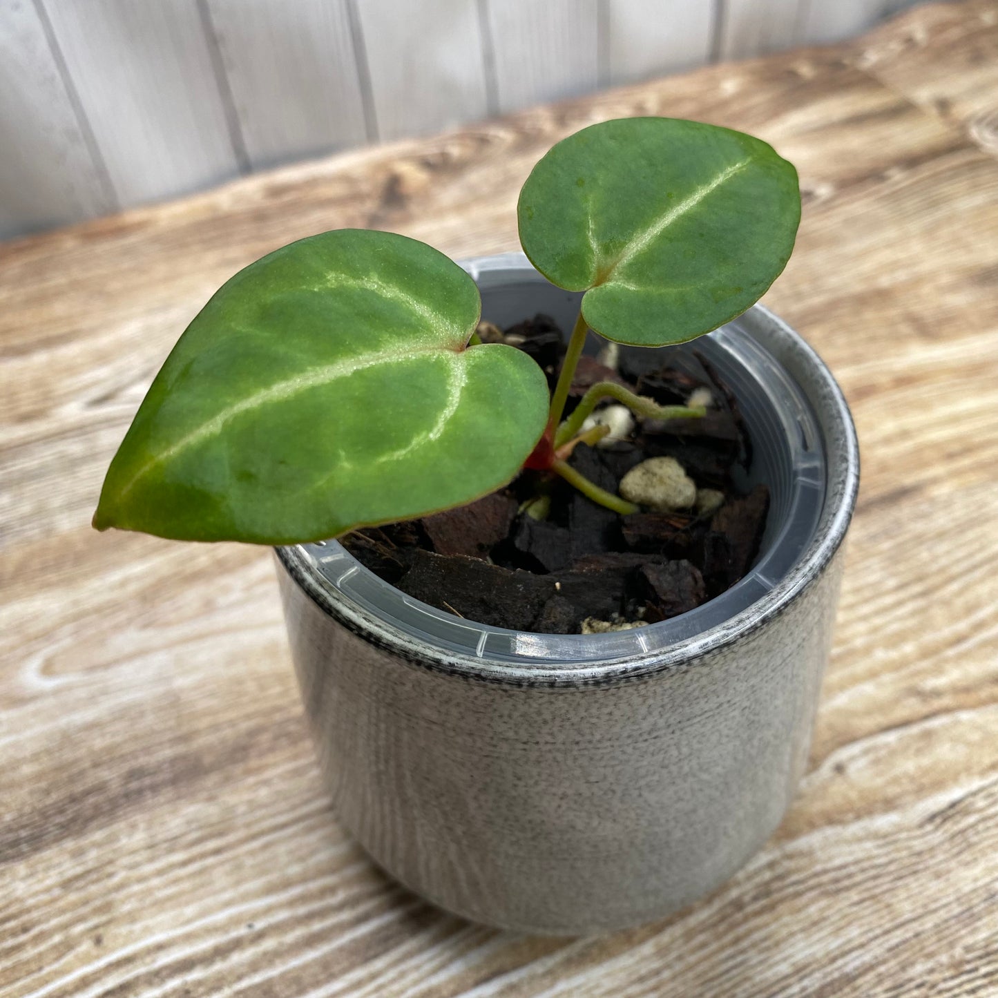 Anthurium Tezula RC × (SKG Silver × RC) - TC