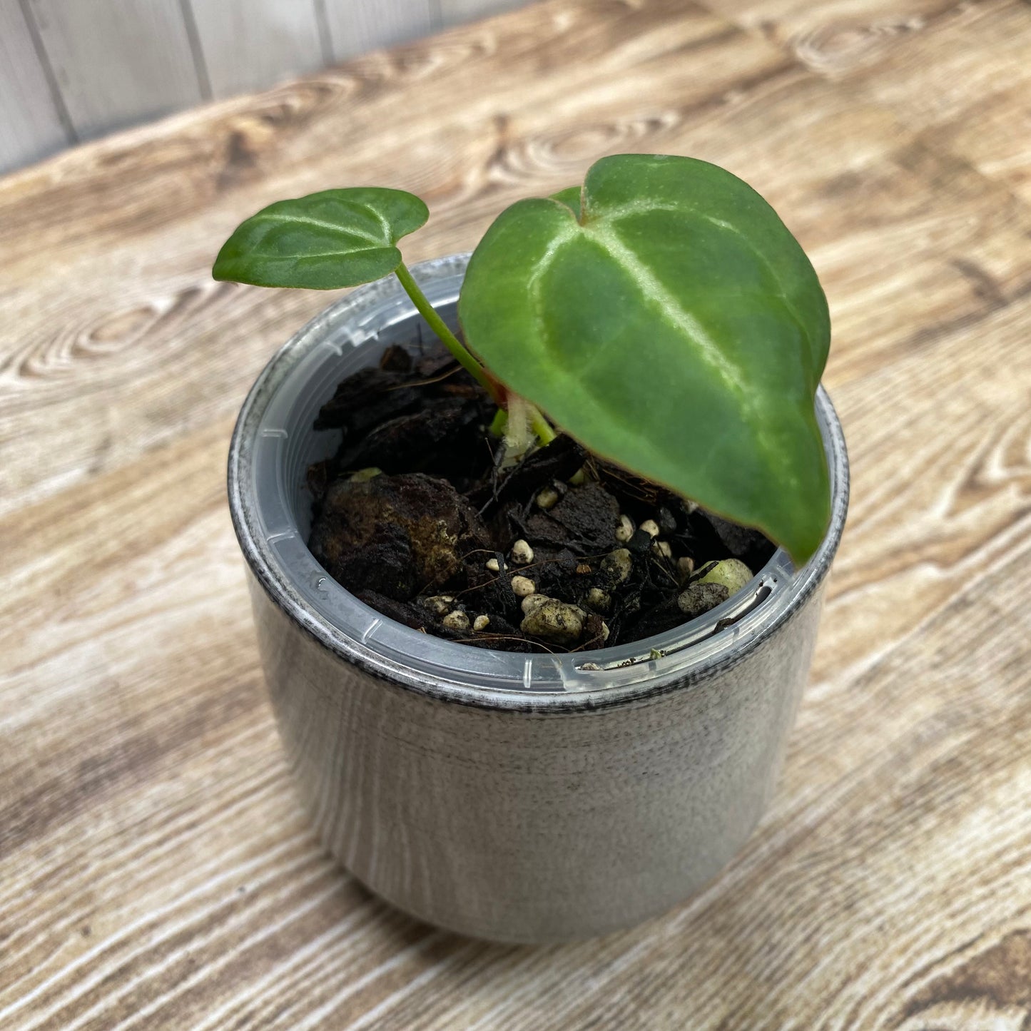 Anthurium Tezula RC × (SKG Silver × RC) - TC