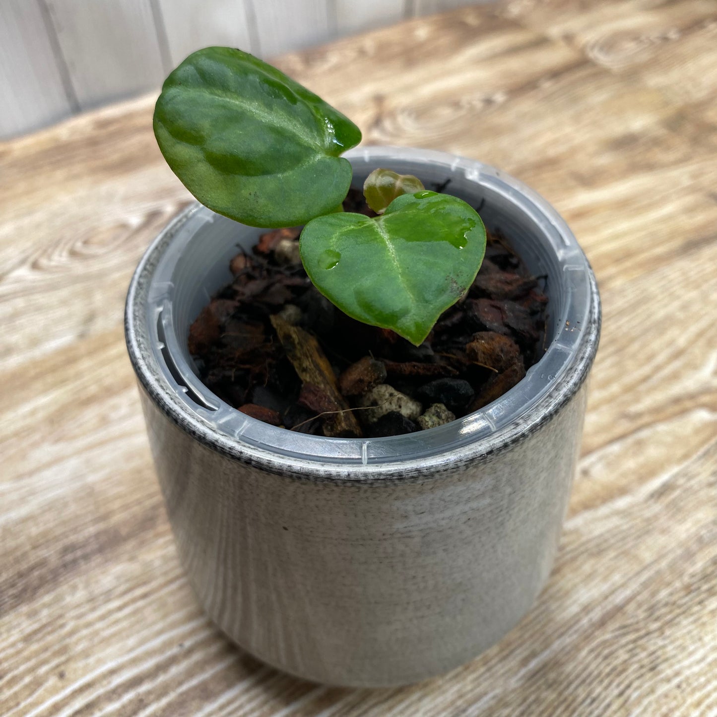 Anthurium Tezula RC × (SKG Silver × RC) - TC