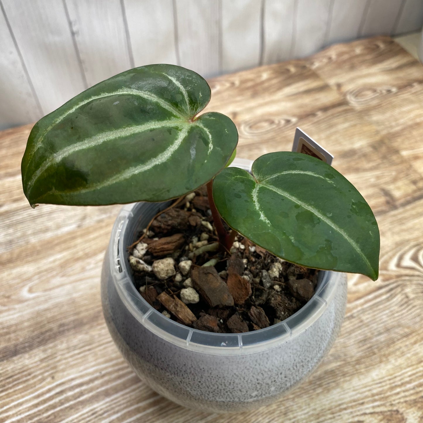 Anthurium Red Crystallinum TC