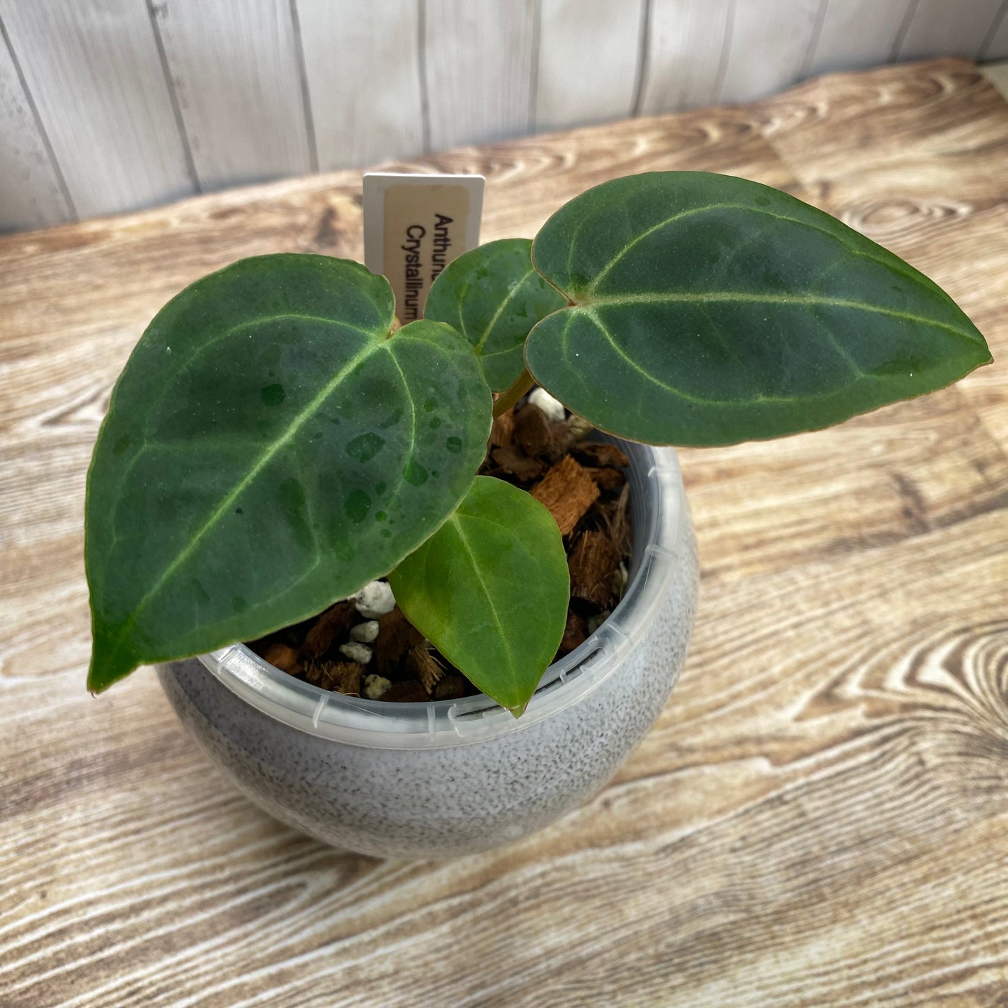 Anthurium Red Crystallinum TC