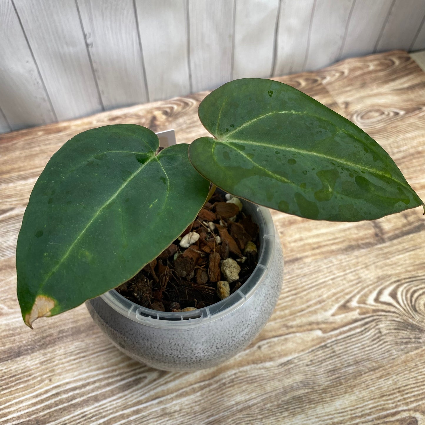 Anthurium Red Crystallinum TC