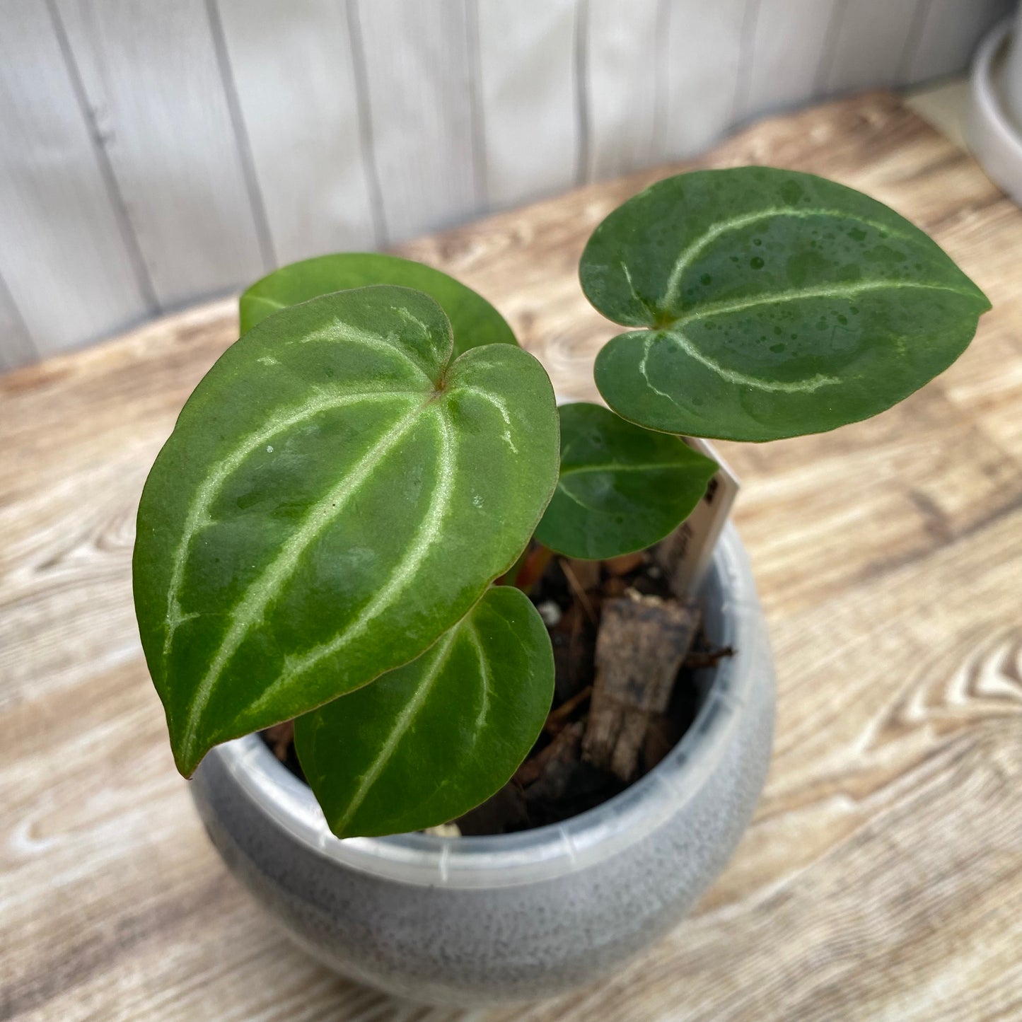 Anthurium Red Crystallinum TC