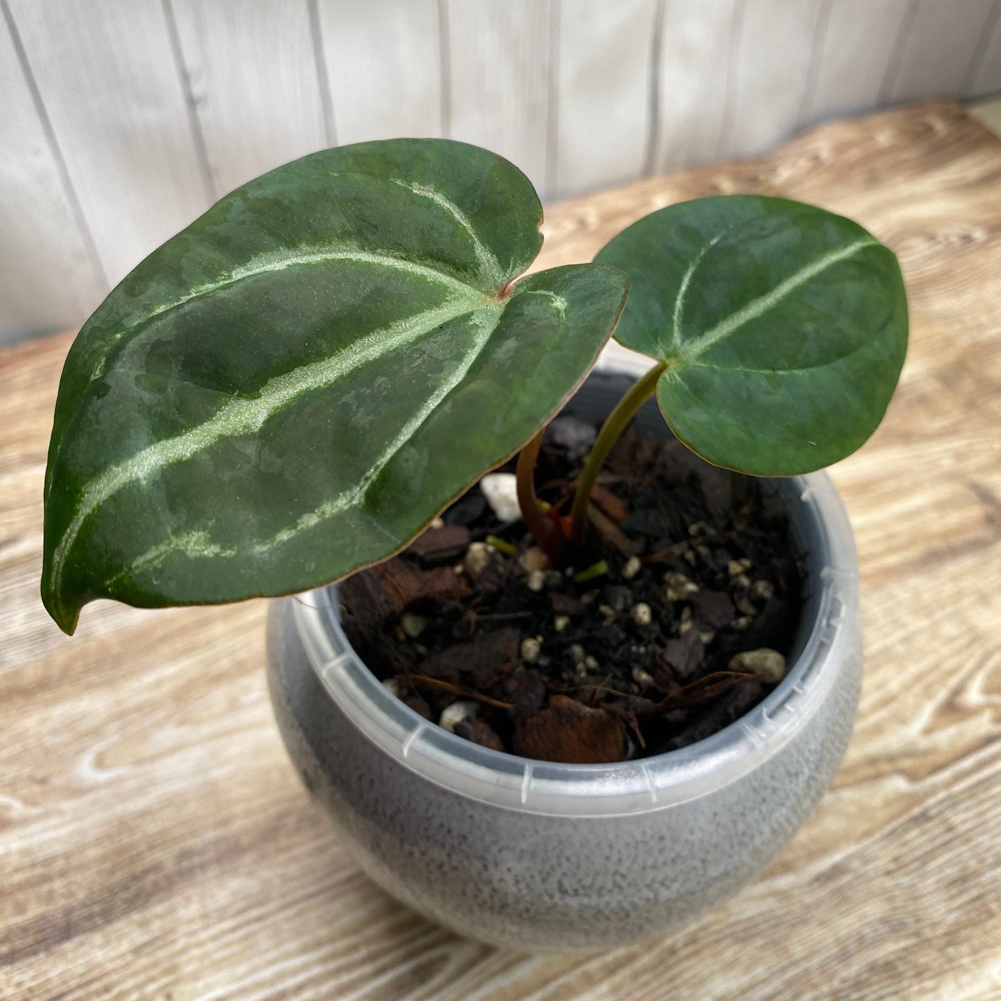 Anthurium Red Crystallinum TC