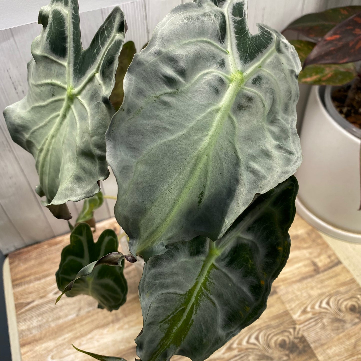 Alocasia Venom