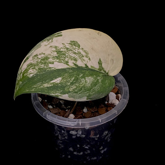 Scindapsus Jade Satin Albo