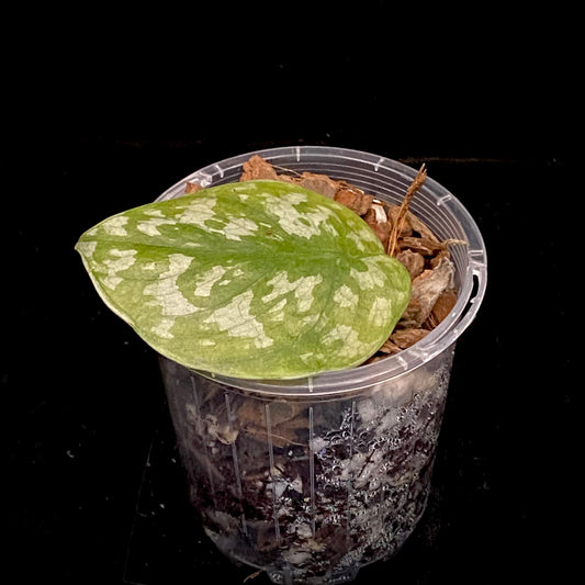 Scindapsus Black Mamba