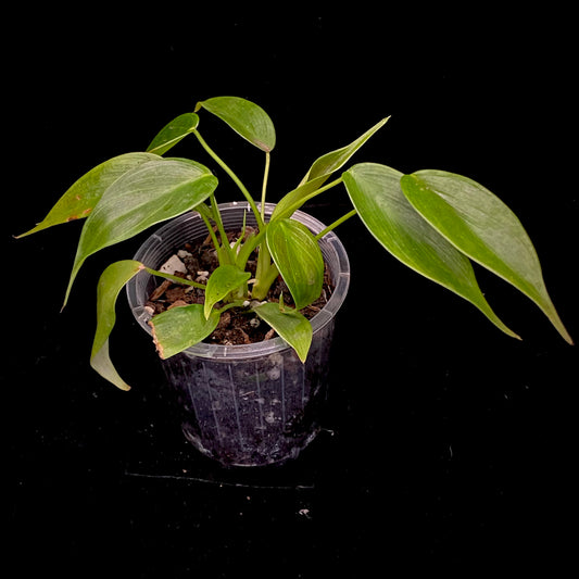 Philodendron Esmeraldense K