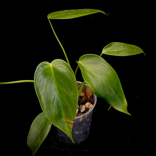 Philodendron Esmeraldense L
