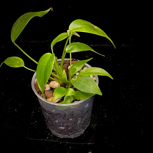 Philodendron Esmeraldense M
