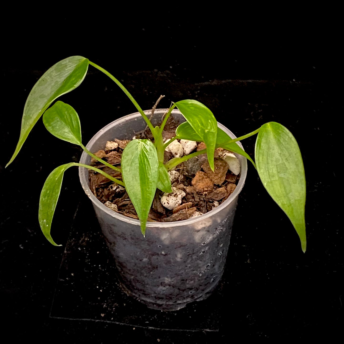 Philodendron Esmeraldense N