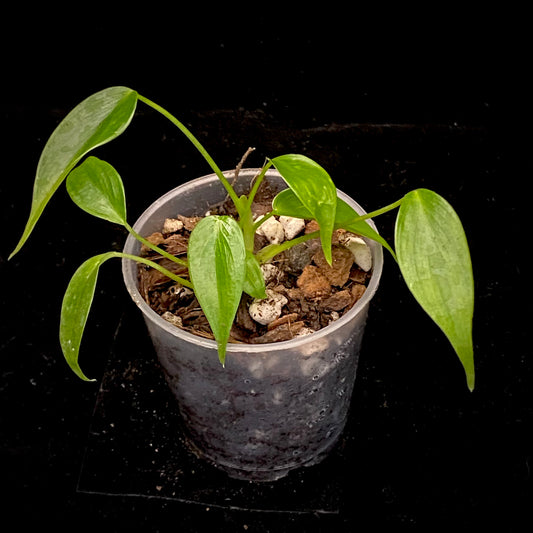 Philodendron Esmeraldense N