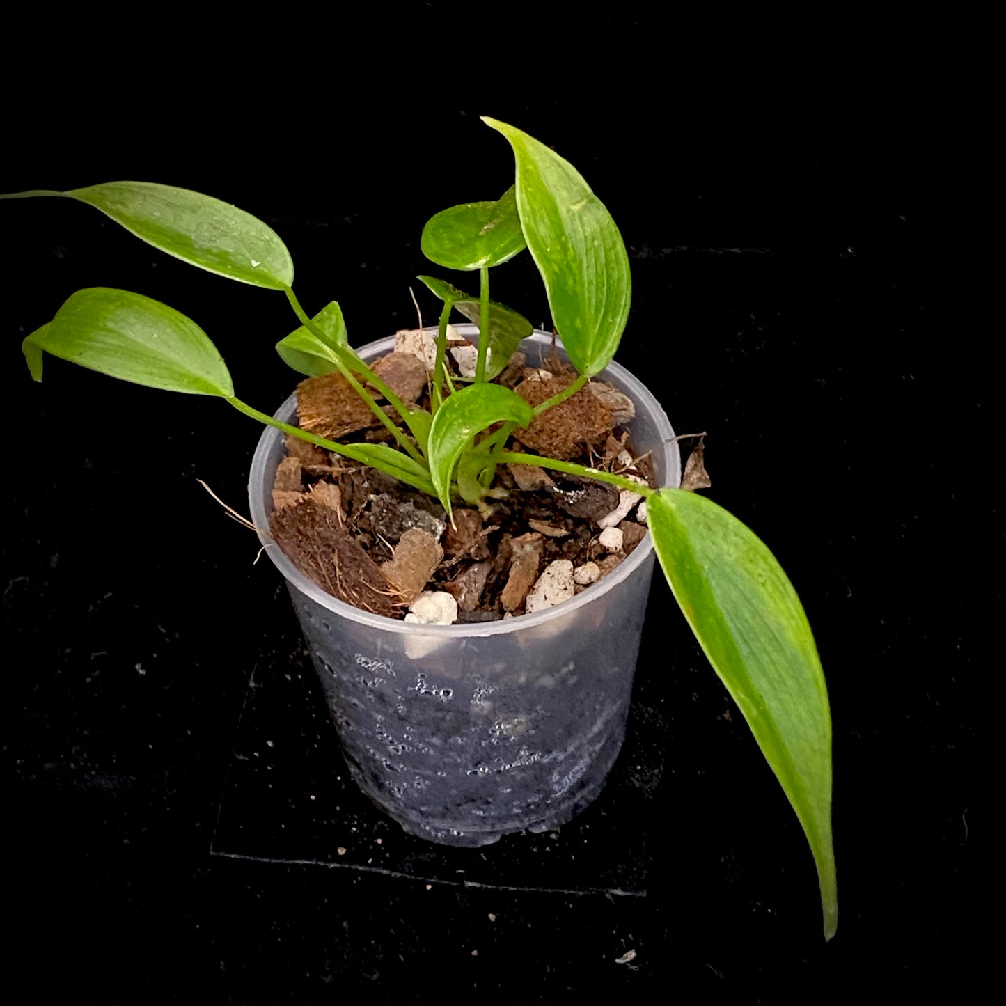Philodendron Esmeraldense P