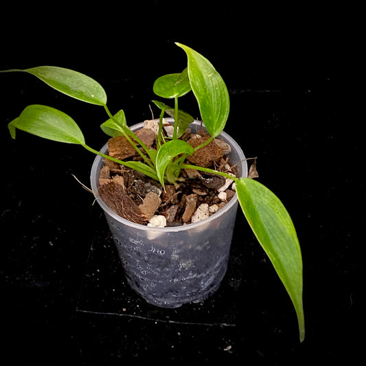 Philodendron Esmeraldense P