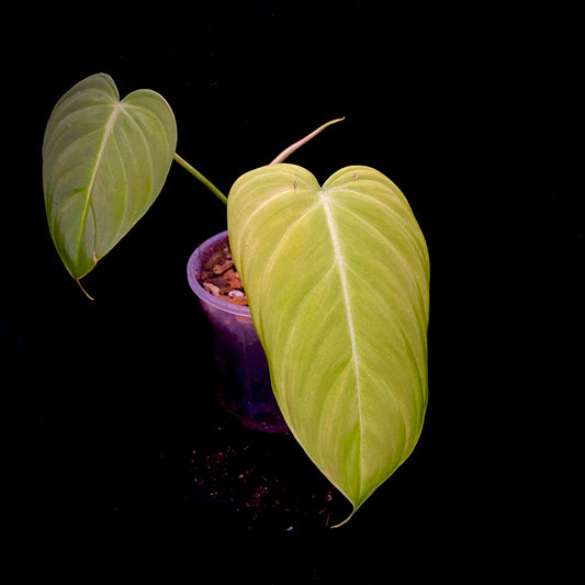 Philodendron Glorious