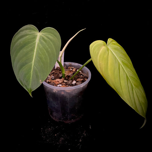 Philodendron Glorious