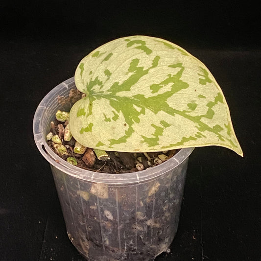 Scindapsus Silver Lady B
