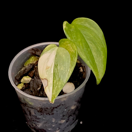 Scindapsus Blue Aurea Variegated A