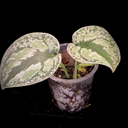 Scindapsus Tri-Colour Platinum A